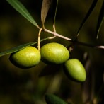 Plum Olive (“Damaskinoelià”)