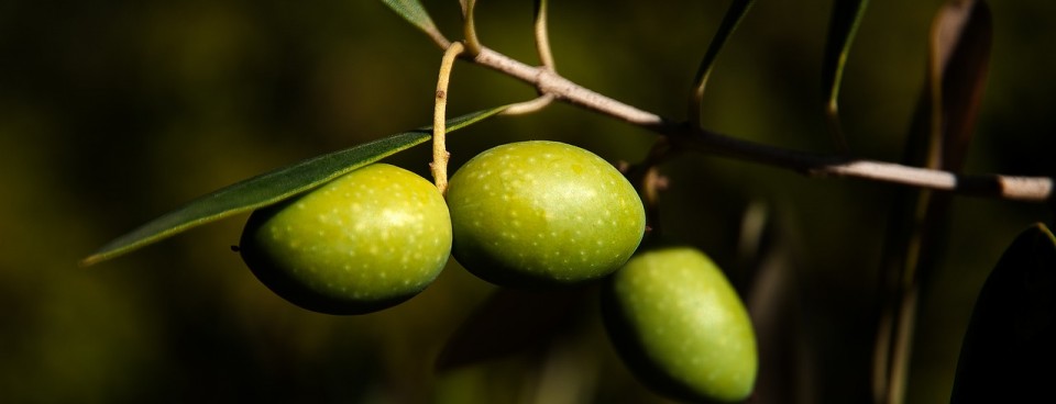 Plum Olive (“Damaskinoelià”)